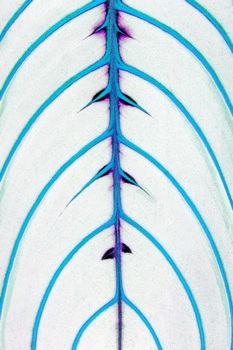 F 066F